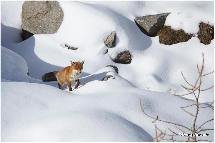 renard en montagne